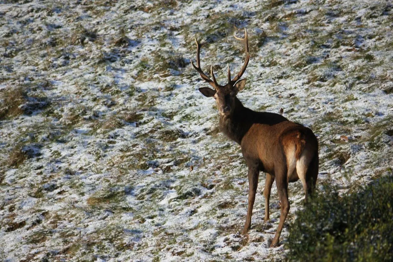 Maison Du Coue Pyrenees Mourtis Gite Pour 2 A 12 Pers Sengouagnet